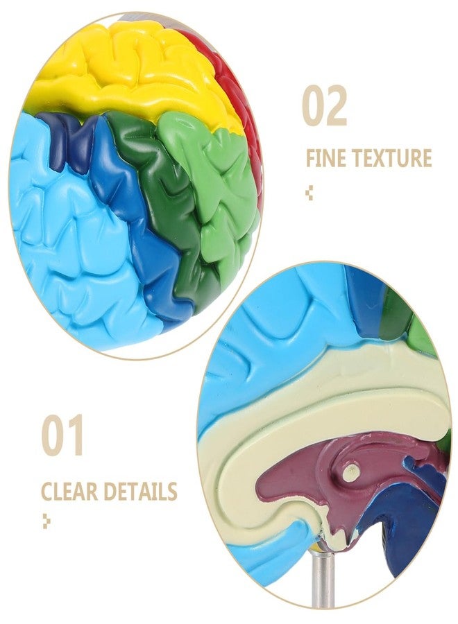 TOPPERFUN Human Brain Model Right Hemisphere 1 1 Scale Anatomical Brain Model for Neuroscience Psychology Education Teaching Tools 6.29X4.52X2.59 Inches - Image 5